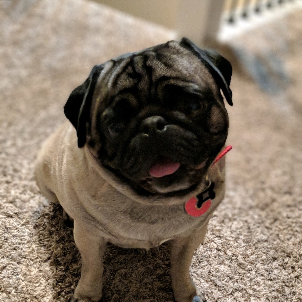 Meet your Posher, Callie